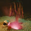 Cover Underwater Pipe Dreams