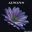 Cover Always