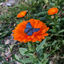 Cover transformo, em flores, espinhos cerrados