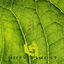 Cover Weitverzweigt