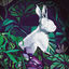 Cover Carefree