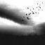 Cover BLACKBIRD