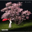 Cover Sakura Bito