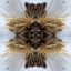 Cover Sutra