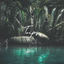 Cover Trips