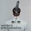 Cover Gran Paradiso