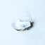 Cover Perles, coraux & requins
