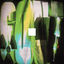 Cover Gout