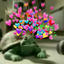 Cover Turtle Song Persian Language 2.0