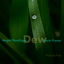 Cover Dew