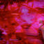Cover Untitled