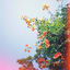 Cover Coelum