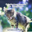 Cover Comforting Sounds for Relaxation - Nature & Cat Purring