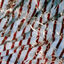 Cover Écume