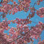 Cover in bloom