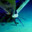 Cover neonmoth