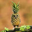 Cover Pineapple Owl