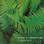 Cover Epsilon In Malaysian Pale