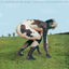 Cover Pictures of an Exhibitionist