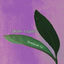 Cover Green Leaves