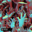 Cover Sandstorm
