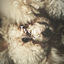 Cover Ivory