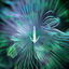 Cover Five Phases-Reflected Wisdom