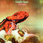 Cover Octopus