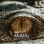 Cover Animal