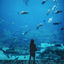 Cover Just Keep Swimming
