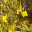 Cover Rooibos
