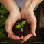 Cover The Seeds We Sow