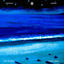 Cover Tiburones (Sharks)