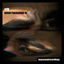 Cover Amor/Seasonal FX