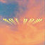 Cover Not Now