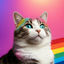 Cover Annoying Cat Song