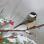 Cover Black-capped Chickadee