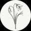 Cover Fleur d'Hiver
