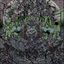 Cover Two Shell