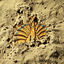 Cover Daihakken -Discovery-