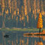 Cover autumn