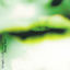 Cover Single Collection