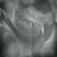 Cover Morally Grey (Nation Haven Edition)