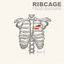 Cover Ribcage