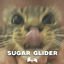 Cover Sugar Glider