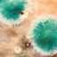 Cover Primal Forms