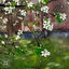 Cover Spring Patterns