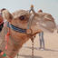 Cover Sahara