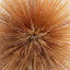Cover Aquarius