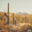 Cover saguaro